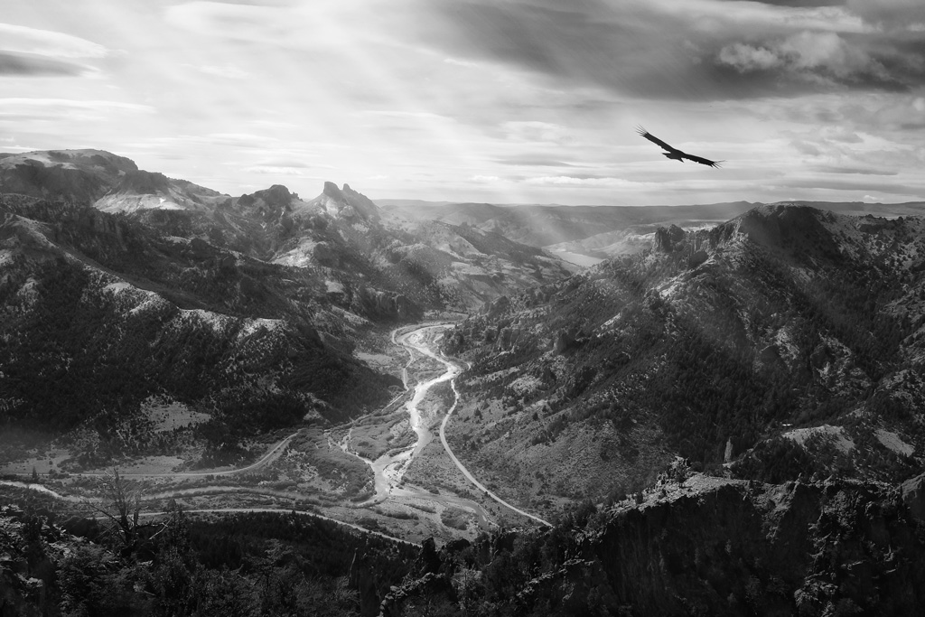 Condor